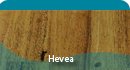 hevea